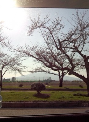 弘前に行く途中の道路　両側の桜並木はまだほとんど咲いてませんでした