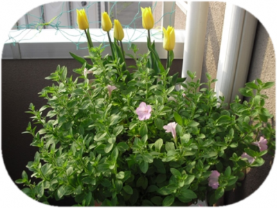 5/14はこんなかんじでした