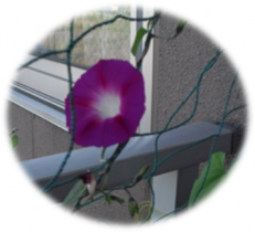 今日のあさがお