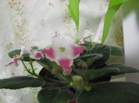 白の中にピンクがちらり…だったよね…