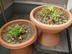 8/6（切り戻し直後）は、こんな感じ