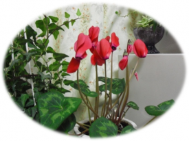 いっぱい咲いた♪