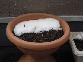 3/22 まだ雪が・・・