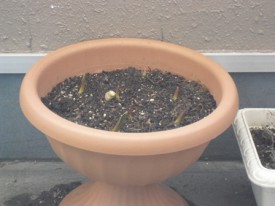 3/24 今日 雪ナシ