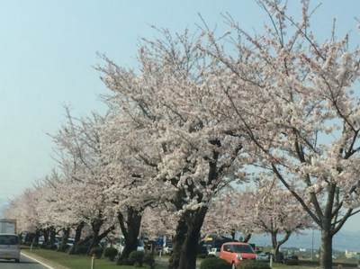 弘前に行く途中の道路、咲いてる咲いてる！！