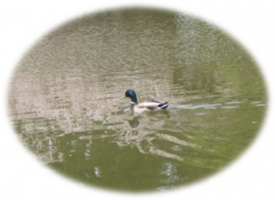 カモがスイスイ…