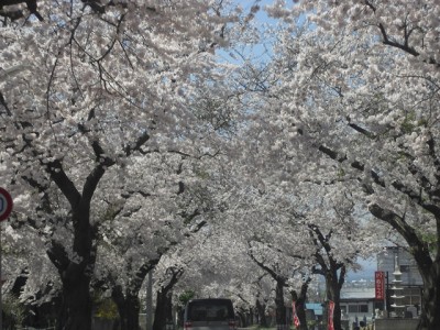 青空に満開の桜！