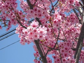 濃いピンクがきれいな大山桜