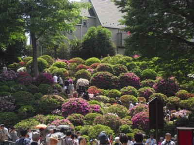 残念ながらお花は終盤。それでもすごい人出。