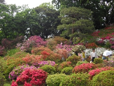こちらもつつじがきれい♪
