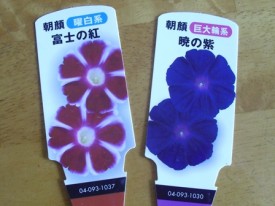 こんなお花が咲く予定♪