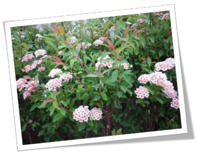 コデマリがピンクっぽい…白から色が変わってくるのかな？