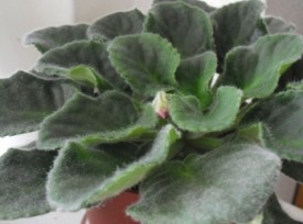 室内のセントポーリア、またつぼみが上がってきました♪