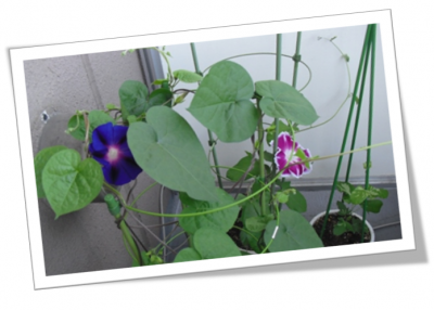 3種類のあさがおが咲きそろうのが楽しみ♪