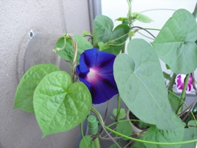 おっ！こっちにも咲いてた！！