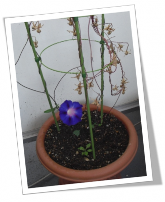 枯れたと思っていたら…♪