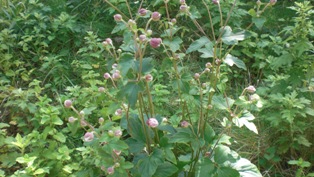 雑草にも負けないで～(祈り）