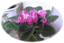 セントポーリア開花中♪