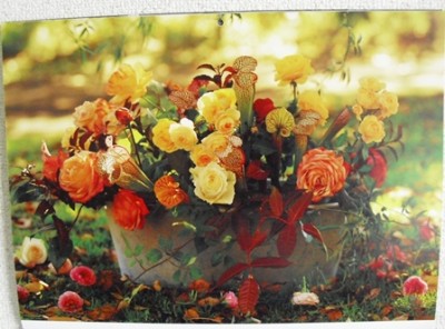10月のお花カレンダーは、バラとサラセニア