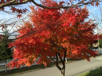朝の保健大学で、きれいな紅葉をパチリ♪