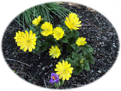 福寿草も咲いて…