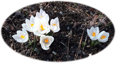 クロッカスの花言葉は「青春の喜び」だとか(^^)