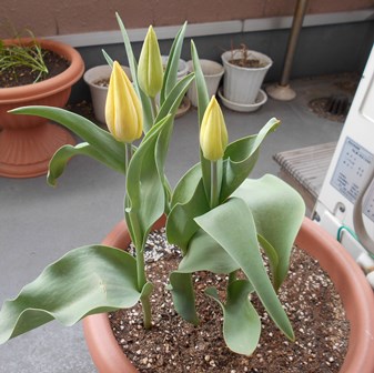 黄色になってきた！