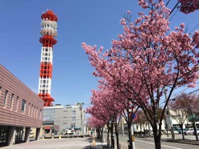 アピオのさくら❤