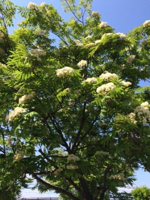 ナナカマドの白い花も♪