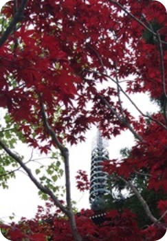 春なのに紅いもみじがキレイ！