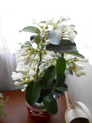 連休帰ってきた息子①から母の日前にもらったマダガスカルジャスミン❤サンキュー！