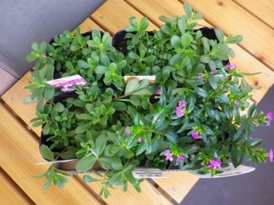 母の日ということで、息子②に買ってもらったポット苗６個❤