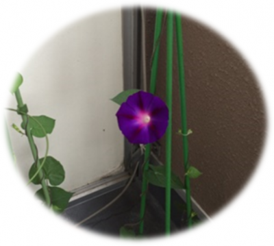 今朝のあさがお