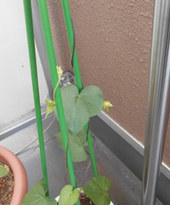 昨日はつぼみだった、あさがお…