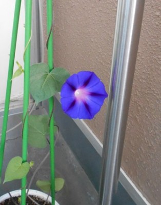 今朝はキレイに咲いてました！第1号です♪