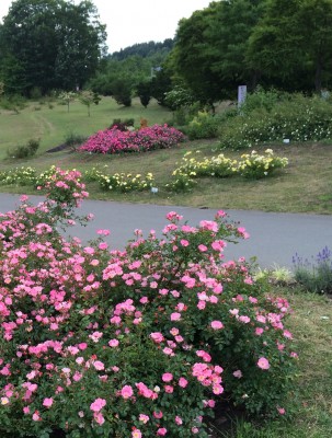 あちこちバラがいっぱい！　広い！！