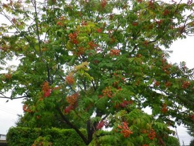 保健大のナナカマドも色づいてきましたよ!