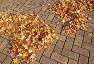 星のような落ち葉がキレイ♪