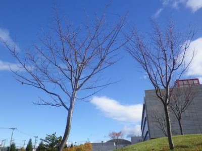 朝、気持ちいい青空!木は葉っぱが落ちたね~!