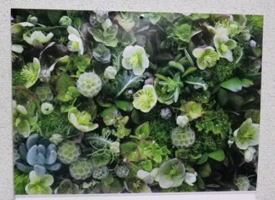 緑の多肉植物と白いクリスマスローズなど…