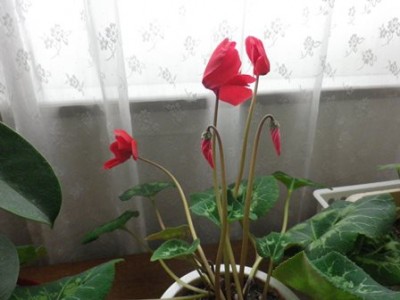 安心してください…咲いてますよ♪