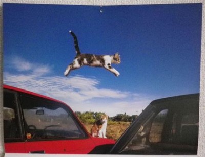 フランス・プロバンスのネコちゃん♪