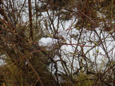 細い枝の上に、解け残った雪