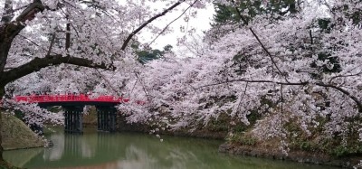 去年の弘前の桜