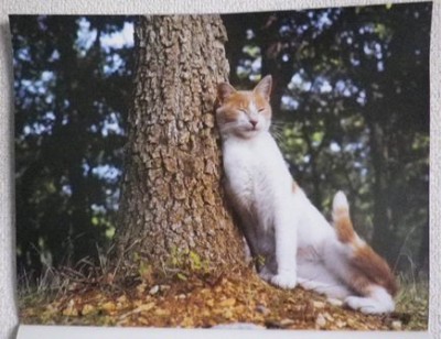 今月のねこカレンダー(フランスのねこちゃん)