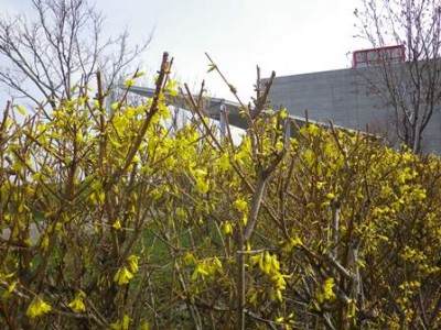 保健大・春一番のいろどり