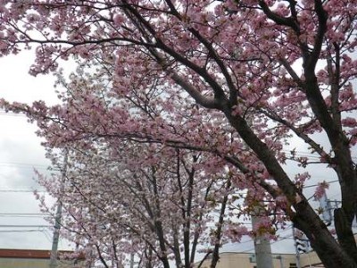 アピオあおもり駐車場側の桜の木、何本かキレイに咲いてます！