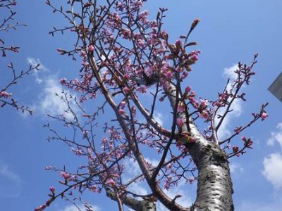 保健大でもチラホラ桜が咲いてきました