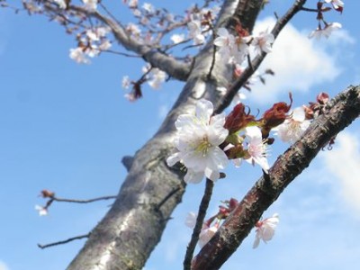 来週あたり合浦公園は満開の予報です❤ココかれ後、寄っていこうかな(^^)
