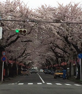青空じゃないところは残念ですが、桜はキレイでした！
